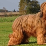 Briard funny