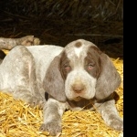 Burgos Pointer photo