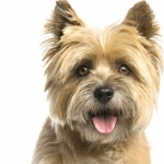 Cairn Terrier wallpapers