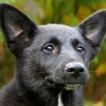 Canaan Dog hd pics