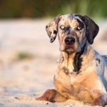 Catahoula Cur 2025