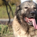 Caucasian Shepherd Dog funny