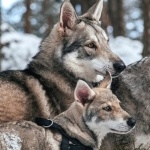 Czechoslovak Wolfdog photos