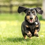 Dachshund free