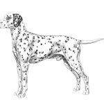 Dalmatian breed 2025