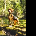 Finnish Hound high definition photo