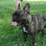 French Bulldog hd photos