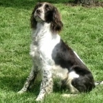 French Spaniel widescreen