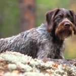 German Longhaired Pointer hd