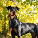 German Pinscher free download