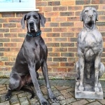 Great Dane photo