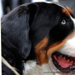 Greater Swiss Mountain Dog desktop