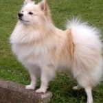 Indian Spitz free