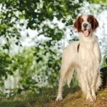 Irish Red and White Setter hd desktop