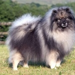 Keeshond new wallpapers