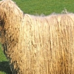 Komondor funny