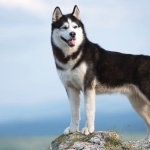 Labrador Husky high quality wallpapers