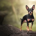 Miniature Pinscher wallpapers