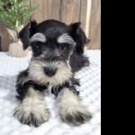 Miniature Schnauzer pic