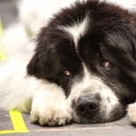 Newfoundland breed widescreen