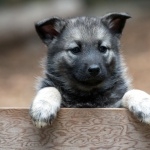 Norwegian Elkhound 1080p