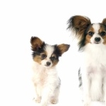 Papillon breed high quality wallpapers