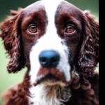 Pont-Audemer Spaniel free download