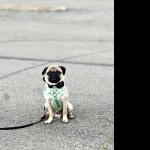 Pug photos