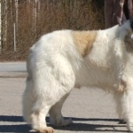 Pyrenean Mastiff free download