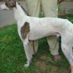 Rampur Greyhound desktop