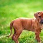 Rhodesian Ridgeback 1080p