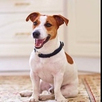 Russell Terrier free download