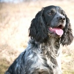 Russian Spaniel free download