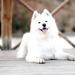 Samoyed breed breed