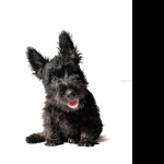 Scottish Terrier funny