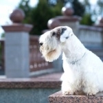 Sealyham Terrier download wallpaper