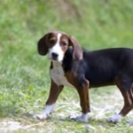 Serbian Tricolour Hound free