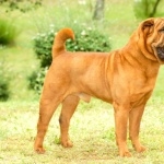 Shar Pei 2025