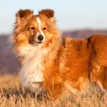 Shetland Sheepdog 1080p