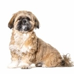 Shih Tzu new wallpapers