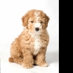 Spanish Water Dog high definition wallpapers