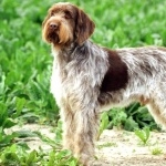 Spinone Italiano wallpapers hd