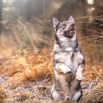 Swedish Vallhund image