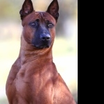 Thai Ridgeback free