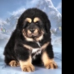 Tibetan Mastiff cute