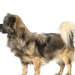 Tibetan Spaniel high definition photo