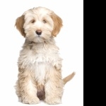 Tibetan Terrier widescreen