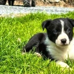 Welsh Sheepdog desktop wallpaper