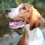 Welsh Springer Spaniel hd wallpaper