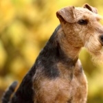 Welsh Terrier high quality wallpapers